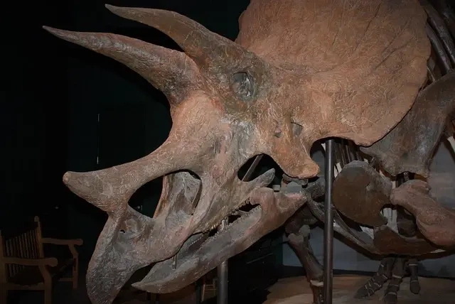Sådan adskiller Stegoceras sig fra andre hornede dinosaurer