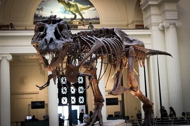Gallimimus – en dansk-indfødt dinosaurus med en unik historie