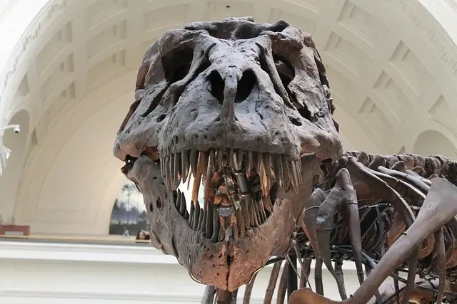 Mosasaurus - den fascinerende danske dinosaur, du skal kende til.