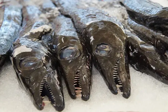 Ophthalmosaurus: En dybhavsfisk med tænder - en dansk guide til denne sjældne dinosaur