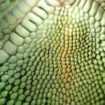 En dybdegående guide til Coelophysis: Alt hvad du behøver at vide om denne fascinerende dinosaur