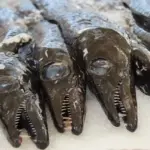 Ophthalmosaurus: En dybhavsfisk med tænder - en dansk guide til denne sjældne dinosaur