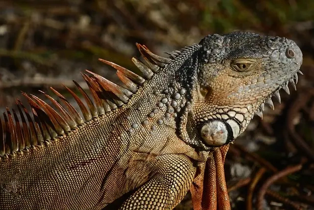Piatnitzkysaurus’ spændende træk: Lær mere om denne dinosaur fra fortiden