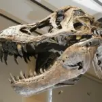 Siats og dens betydning for videnskaben: En dansk perspektiv